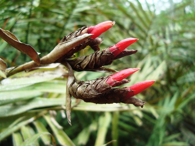 [Alpiniafolhapalmeira2%255B1%255D.jpg]