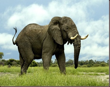 Amazing Animals Pictures Elephant (1)