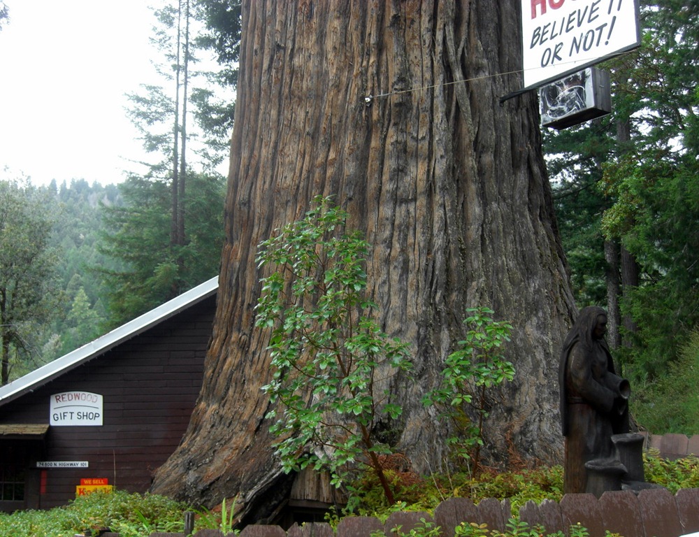 [Redwoods%2520%25281%2529%255B4%255D.jpg]