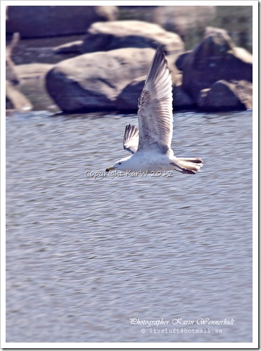 A Herring gull has lifted from the water.