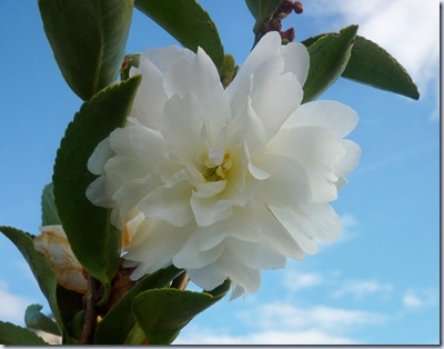 flowers - camellia1