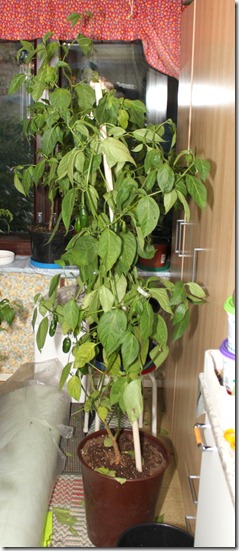 IMG_9629 IMG_9629