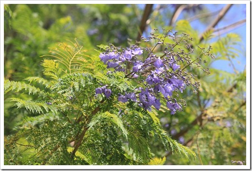 130512_Jacaranda-mimosifolia_22