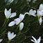Rain Lily (White)