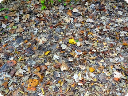 fall leaves in TX