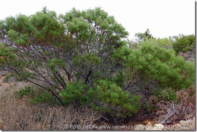 6517 Montaña de Amagro(Mimosa) 6517 Montaña de Amagro(Mimosa)