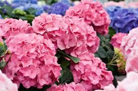 [Hydrangeas33.jpg]