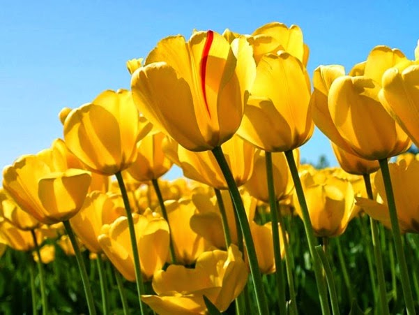 Yellow-Tulip-yellow-34512673-1024-768