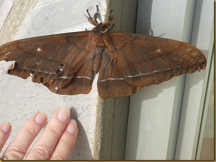 FGW Lake Mburo and giant moth 023