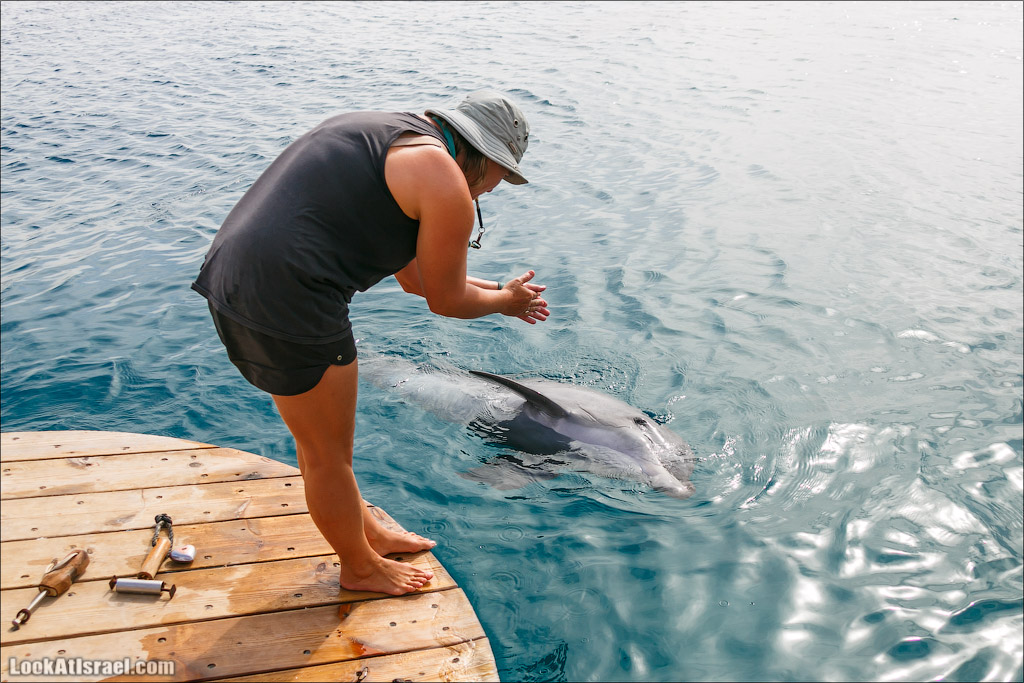 LookAtIsrael.com - Фото путешествия по Израилю | Дельфиний риф в Эйлате. Дельфинарий | Dolphins reef in Eilat | דולפינריום באילת