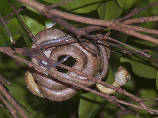 Envahissantes serpents d'arbres bruns ont englouti la plupart des oiseaux forestiers indigènes de Guam.  Sans ces prédateurs aviaires de conserver leurs numéros en échec, la population d'araignée de l'île a explosé.