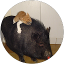 Image Google de lise colnard