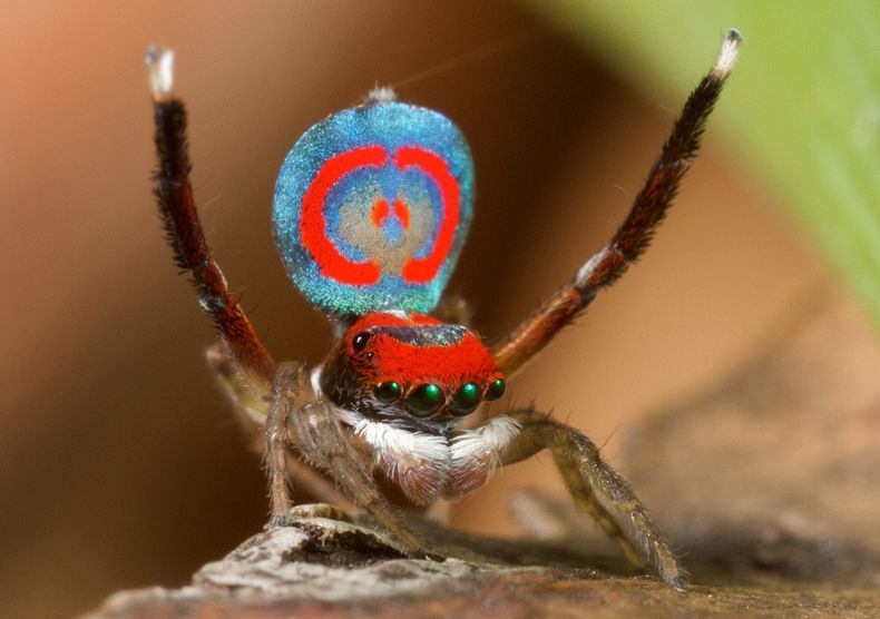 peacock-spider-8