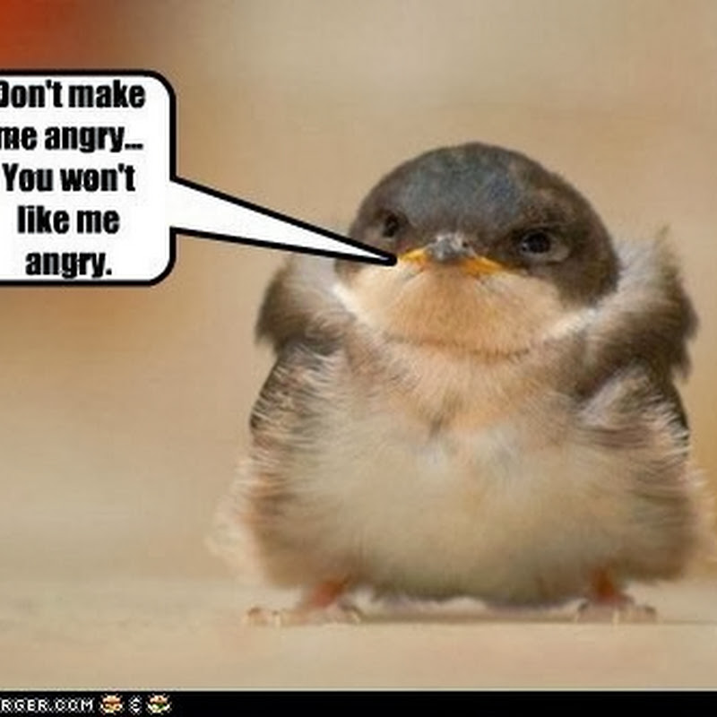 Burung Ini Adalah Angry Bird di Kehidupan Nyata