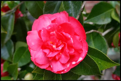 Camellia-japonica-Daikagura-Red
