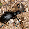 Black Oil Beetle
