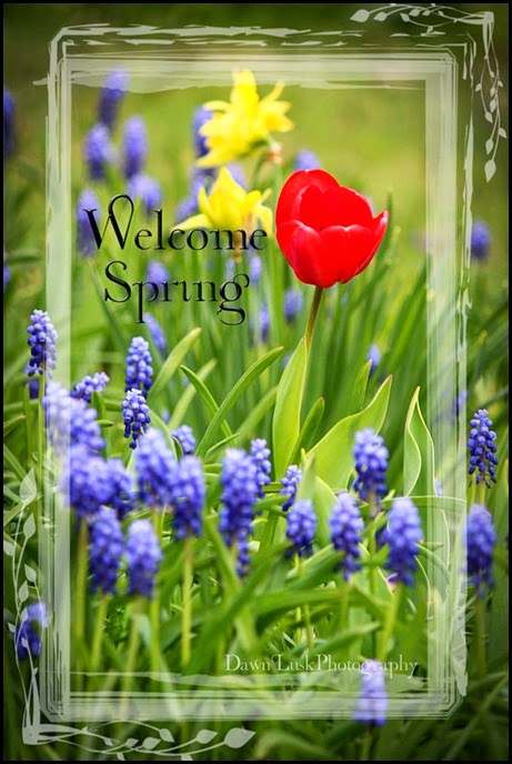 WelcomeSpringTulip