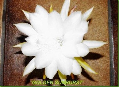 Epi Golden Sunburst
