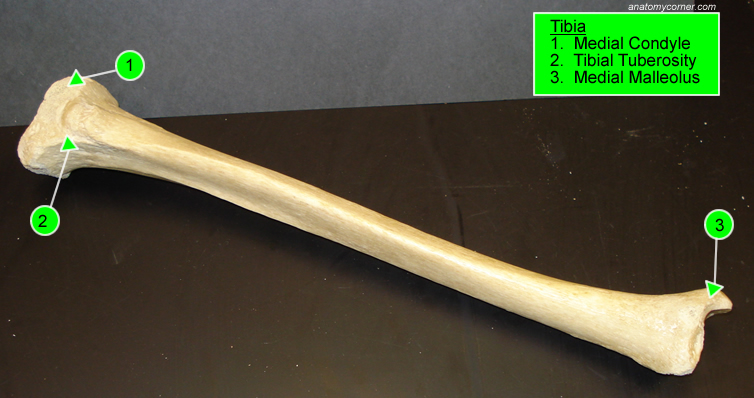 tibia_labeled.jpg human heart diagram unlabeled 