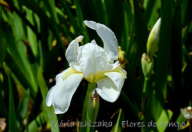 Glória Ishizaka -flor  1