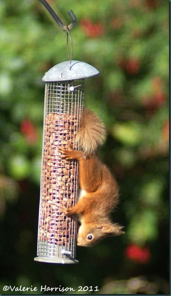red-squirrel-upsidedown