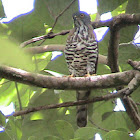 Crested Goshawk