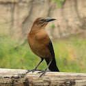 Boat-tailed Grackle (female, Gulf form)