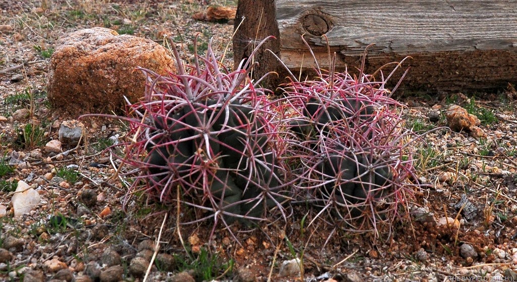 [DSC_0021%255B4%255D.jpg]