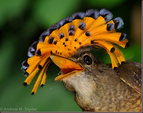 Amazing Animal Pictures Amazonian Royal Flycatcher (6)