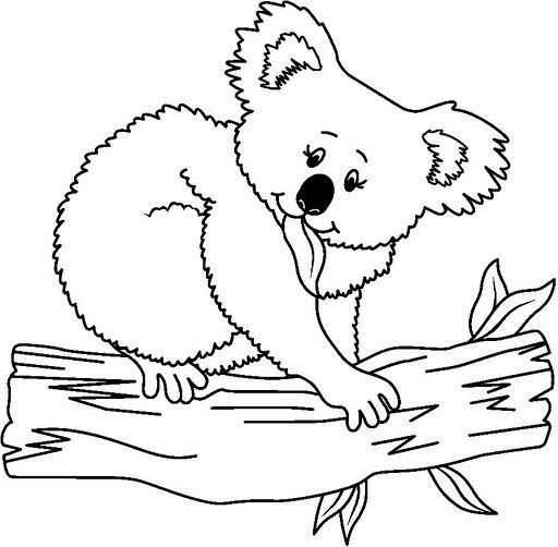 Osos Koala Para Pintar