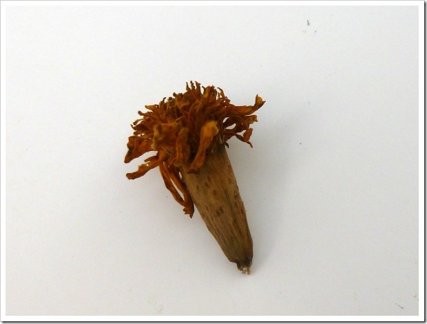 merigold seed pod