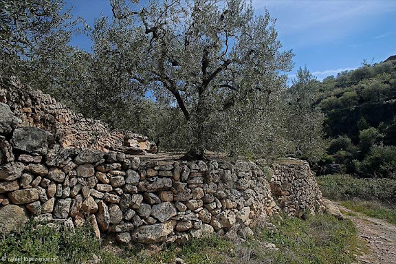 Oliveres al camí del Barranc de la Cova Tornera,serra de Pradell,Pradell de la Teixeta, Priorat, Tarragona