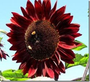 sunflowermoulinrouge300