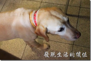 栗子咖啡的店狗叫CoCo(Gril)，已經12歲了，以狗的年紀來說算是有點老了，店家希望客人不要餵食牠，所以看牠一直在我們身邊晃來晃去的，還一付表情無辜樣，楚楚可憐的樣子。