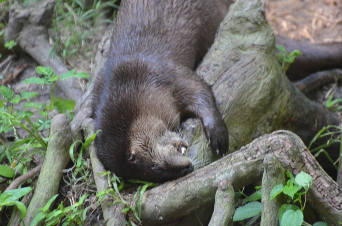 River Otter (North American)