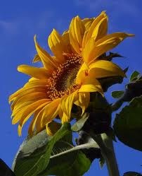 [sunflower%25201%255B2%255D.jpg]