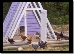 kandang ayam di kebun 006