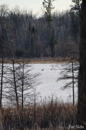 Swans on Gyles Lake