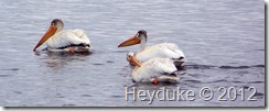 white pelicans at tule lake