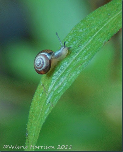 2-tiny-snail