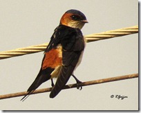 047 Red-rumped Swallow.