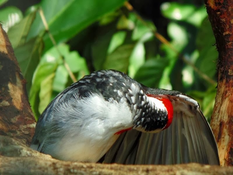 [Parque_das_Aves_DSC00226%255B2%255D.jpg]