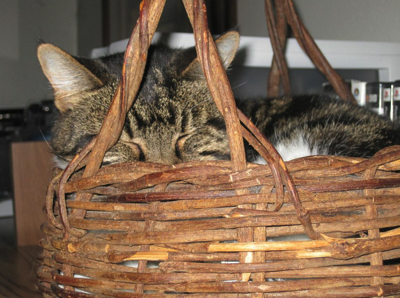 Duchess Snug in Basket