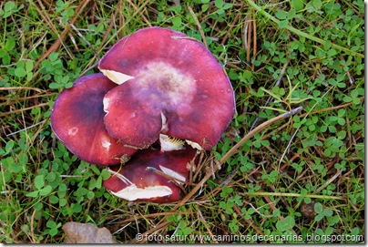 1806 Deg.Becerra-Tejeda(Russula) 1806 Deg.Becerra-Tejeda(Russula)