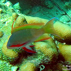 Threadfin Anthias