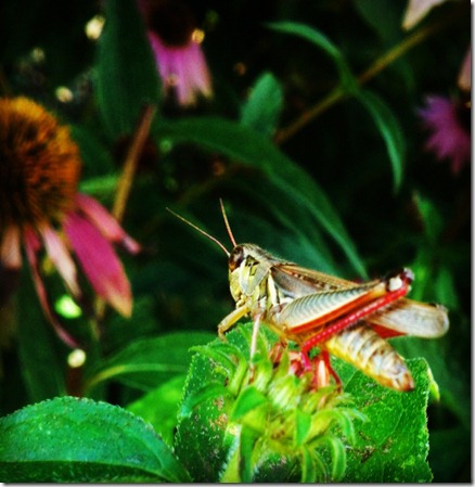 grasshopper big