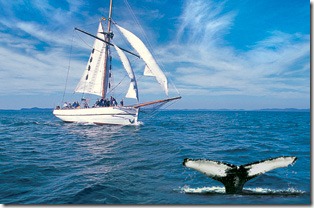Sailing in the Bay of Fundy, sighting a whale