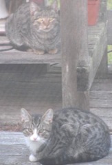 Stray Kitties 10.2011 on porch1