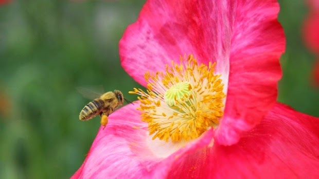 [honeybee-at-a-poppy-flower%255B3%255D.jpg]