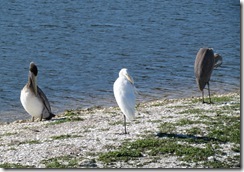 Pelican, Egret, and Heron on a sand bar island